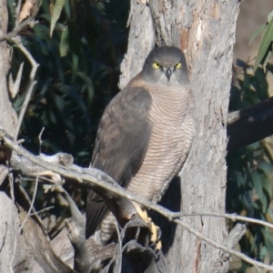 Accipiter fasciatus at Rugosa - 25 Jun 2024