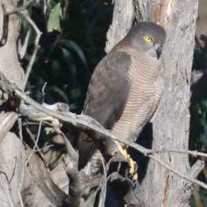 Accipiter fasciatus at Rugosa - 25 Jun 2024