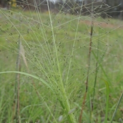 Eragrostis trachycarpa (Rough-grain Lovegrass) at Conder, ACT - 7 Jan 2024 by michaelb