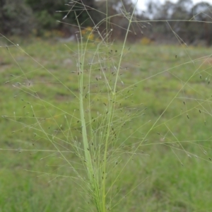 Eragrostis trachycarpa at Tuggeranong Hill - 7 Jan 2024