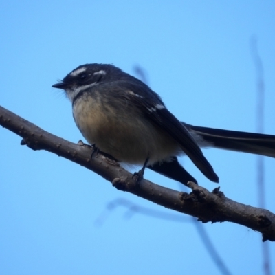 Rhipidura albiscapa (Grey Fantail) at QPRC LGA - 22 Jun 2024 by MatthewFrawley