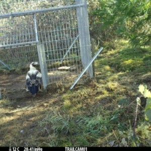 Aquila audax at Uriarra Village, ACT - 22 Jun 2024