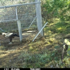 Aquila audax at Uriarra Village, ACT - 22 Jun 2024