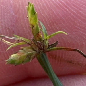 Cyperus gracilis at Kangaroo Valley, NSW - suppressed