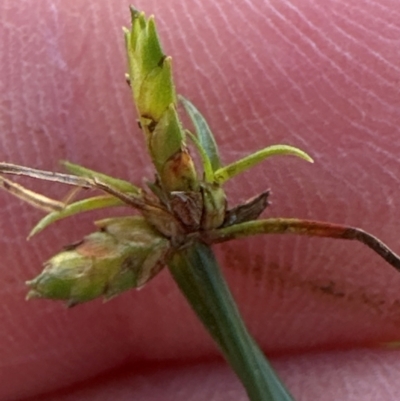 Cyperus gracilis (Slender Flat-sedge) at Kangaroo Valley, NSW - 25 Jun 2024 by lbradley