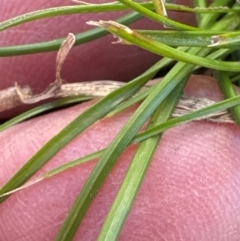 Cyperus gracilis at Kangaroo Valley, NSW - suppressed