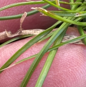 Cyperus gracilis at Kangaroo Valley, NSW - suppressed