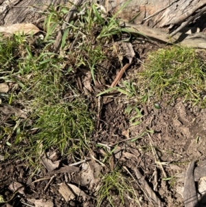 Cyperus gracilis at Kangaroo Valley, NSW - suppressed