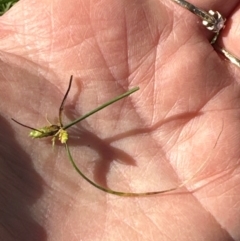 Cyperus gracilis at Kangaroo Valley, NSW - suppressed