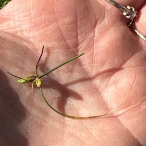 Cyperus gracilis at Kangaroo Valley, NSW - suppressed