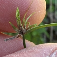 Cyperus gracilis at suppressed - suppressed