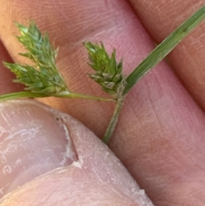 Carex inversa at Kangaroo Valley, NSW - suppressed