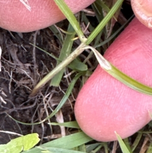 Carex inversa at Kangaroo Valley, NSW - suppressed