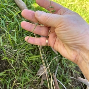 Carex inversa at Kangaroo Valley, NSW - suppressed