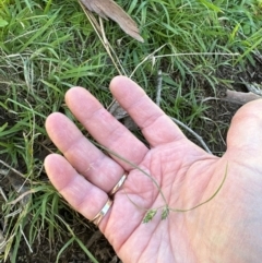 Carex inversa at Kangaroo Valley, NSW - suppressed