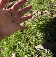 Carex inversa at Kangaroo Valley, NSW - suppressed