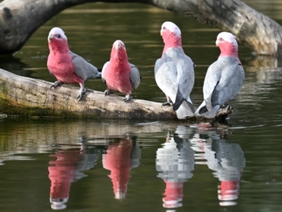 Eolophus roseicapilla (Galah) at Tidbinbilla Nature Reserve - 24 Jun 2024 by davidcunninghamwildlife