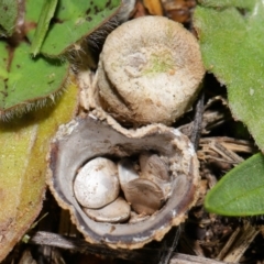 Cyathus sp. (A Bird's Nest Fungus) at National Arboretum Forests - 25 Jun 2024 by TimL