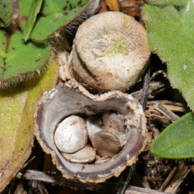 Cyathus sp. (A Bird's Nest Fungus) at Yarralumla, ACT - 25 Jun 2024 by TimL