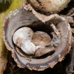 Cyathus sp. at National Arboretum Forests - 25 Jun 2024