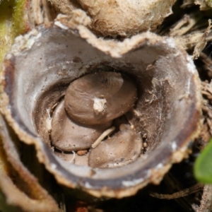 Cyathus sp. at National Arboretum Forests - 25 Jun 2024