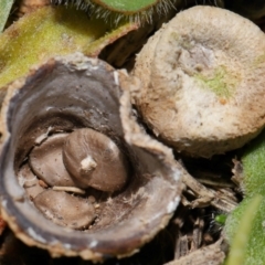 Cyathus sp. at National Arboretum Forests - 25 Jun 2024