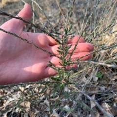 Dillwynia sericea at Strathnairn, ACT - 25 Jun 2024 by Eland