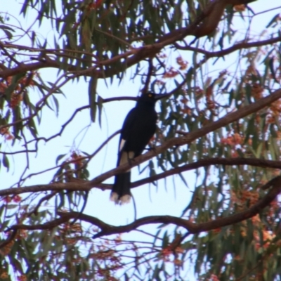 Strepera graculina (Pied Currawong) at Cecil Plains, QLD - 25 Jun 2024 by MB