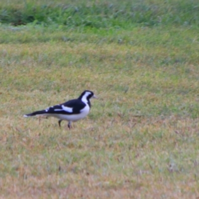 Grallina cyanoleuca (Magpie-lark) at Cecil Plains, QLD - 24 Jun 2024 by MB