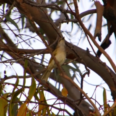 Lichmera indistincta (Brown Honeyeater) at Cecil Plains, QLD - 24 Jun 2024 by MB