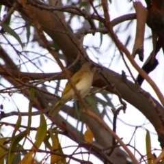 Lichmera indistincta at Cecil Plains, QLD - 25 Jun 2024 08:29 AM