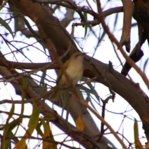 Lichmera indistincta at Cecil Plains, QLD - 25 Jun 2024 08:29 AM