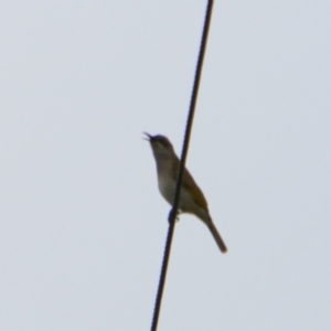 Lichmera indistincta at Cecil Plains, QLD - 25 Jun 2024 08:29 AM