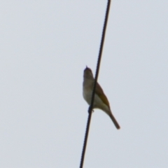 Lichmera indistincta at Cecil Plains, QLD - 25 Jun 2024 08:29 AM