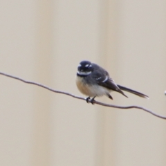 Rhipidura albiscapa (Grey Fantail) at Cecil Plains, QLD - 25 Jun 2024 by MB