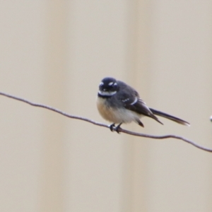 Rhipidura albiscapa at Cecil Plains, QLD - 25 Jun 2024