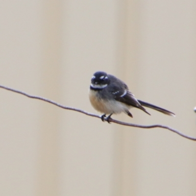 Rhipidura albiscapa (Grey Fantail) at Cecil Plains, QLD - 25 Jun 2024 by MB