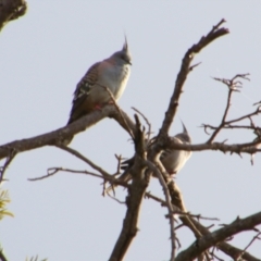 Ocyphaps lophotes (Crested Pigeon) at Cecil Plains, QLD - 25 Jun 2024 by MB