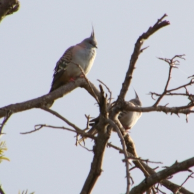Ocyphaps lophotes (Crested Pigeon) at Cecil Plains, QLD - 24 Jun 2024 by MB