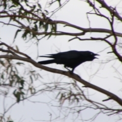 Corvus orru (Torresian Crow) at Cecil Plains, QLD - 24 Jun 2024 by MB