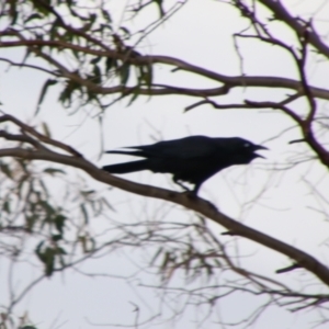 Corvus orru at Cecil Plains, QLD - 25 Jun 2024 08:18 AM