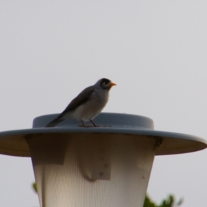 Manorina melanocephala at Cecil Plains, QLD - 25 Jun 2024