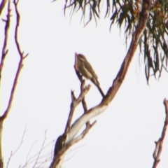 Acanthagenys rufogularis (Spiny-cheeked Honeyeater) at Cecil Plains, QLD - 24 Jun 2024 by MB