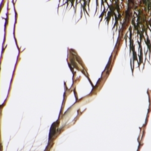 Acanthagenys rufogularis at Cecil Plains, QLD - 25 Jun 2024