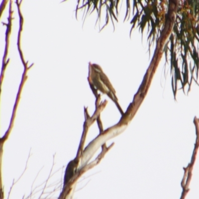 Acanthagenys rufogularis (Spiny-cheeked Honeyeater) at Cecil Plains, QLD - 25 Jun 2024 by MB