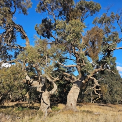 Eucalyptus bridgesiana (Apple Box) at Taylor, ACT - 25 Jun 2024 by Jiggy