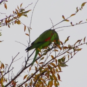 Aprosmictus erythropterus at Cecil Plains, QLD - 25 Jun 2024