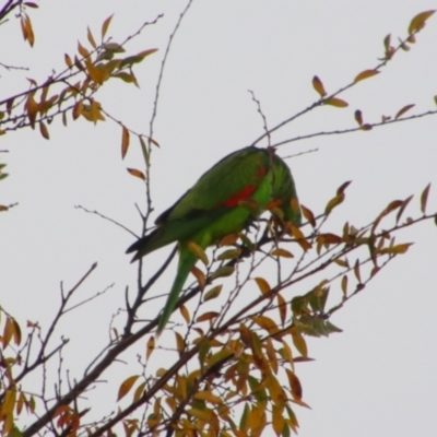 Aprosmictus erythropterus (Red-winged Parrot) at Cecil Plains, QLD - 24 Jun 2024 by MB