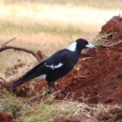 Gymnorhina tibicen (Australian Magpie) at Kingaroy, QLD - 25 Jun 2024 by MB