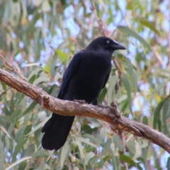 Corvus orru (Torresian Crow) at Kingaroy, QLD - 25 Jun 2024 by MB